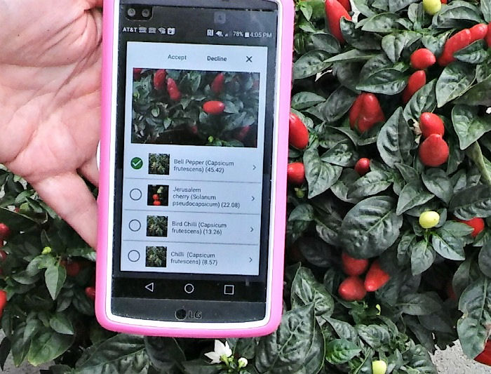 PlantSnap app on phone in front of ornamental peppers