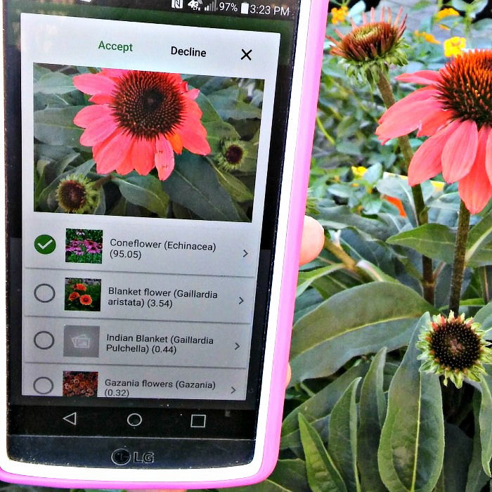 PlantSnap app and coneflower picture.