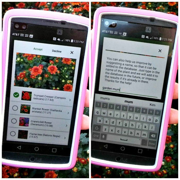 Plant snap photo app identification process on a phone with a pink case.