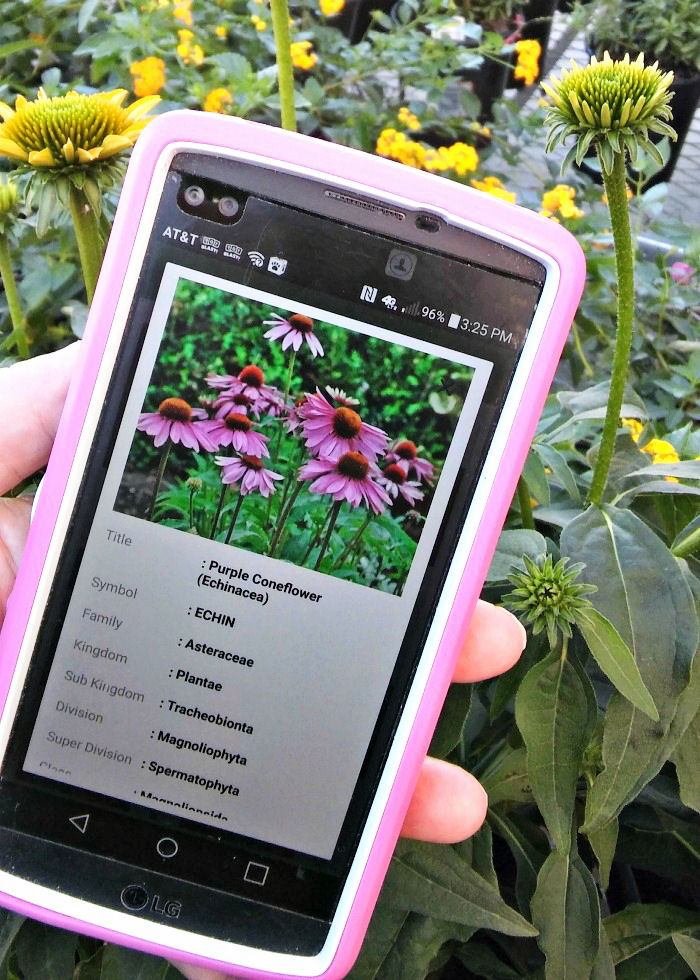 PlantSnap details page on a phone with a pink case.