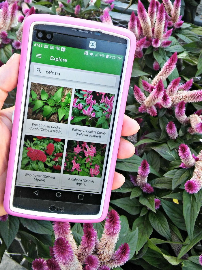 PlantSnap searching for celosia in front of a pink celosia plant.