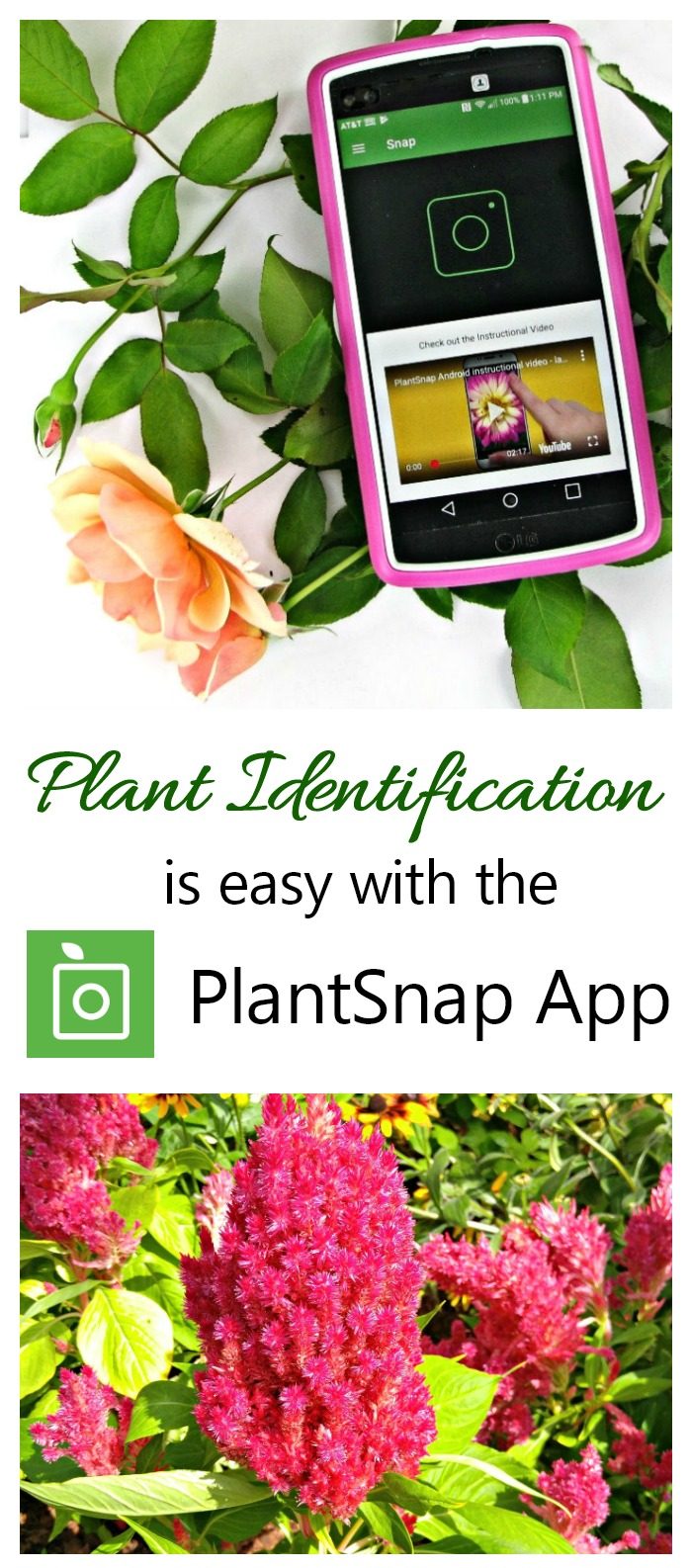 Pink flower with phone app and words Plant Identification is easy with the PlantSnap App.