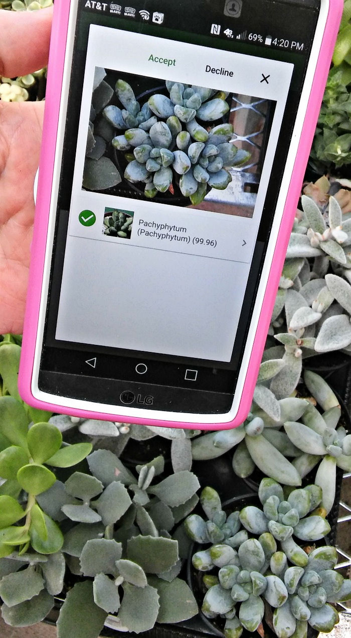 PlantSnap mobile app with picture of a succulent.