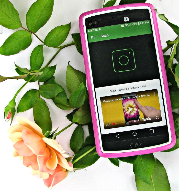 PlantSnap instructional video in front of a peach colored rose.