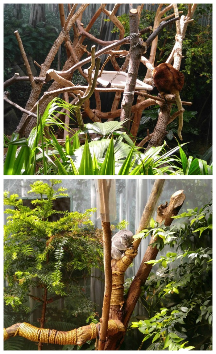 Koala and tree kangaroo in the rainf orest exhibit of the Cleveland Zoo