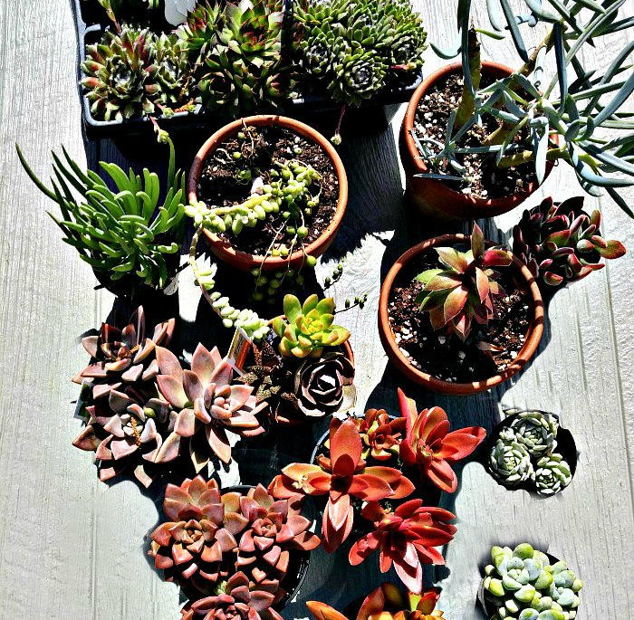Succulent plants ready to propagate