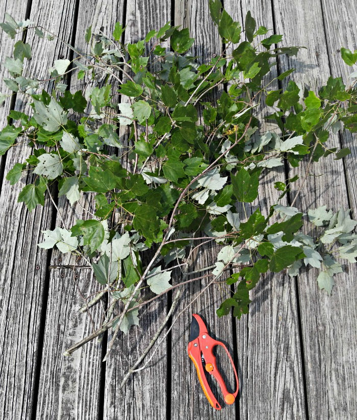 tree branches and pruners