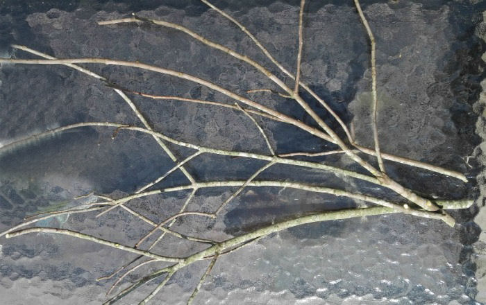trimmed tree branches