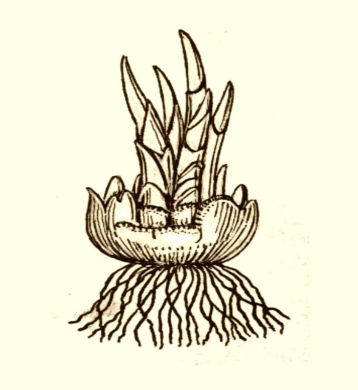 Corm