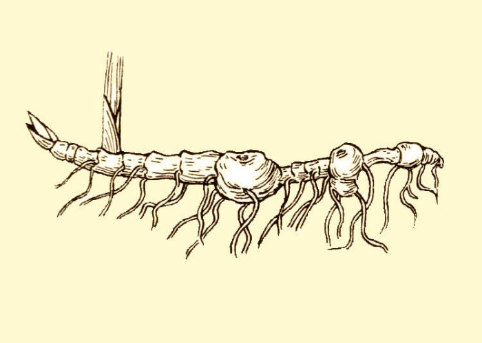 Rhizome