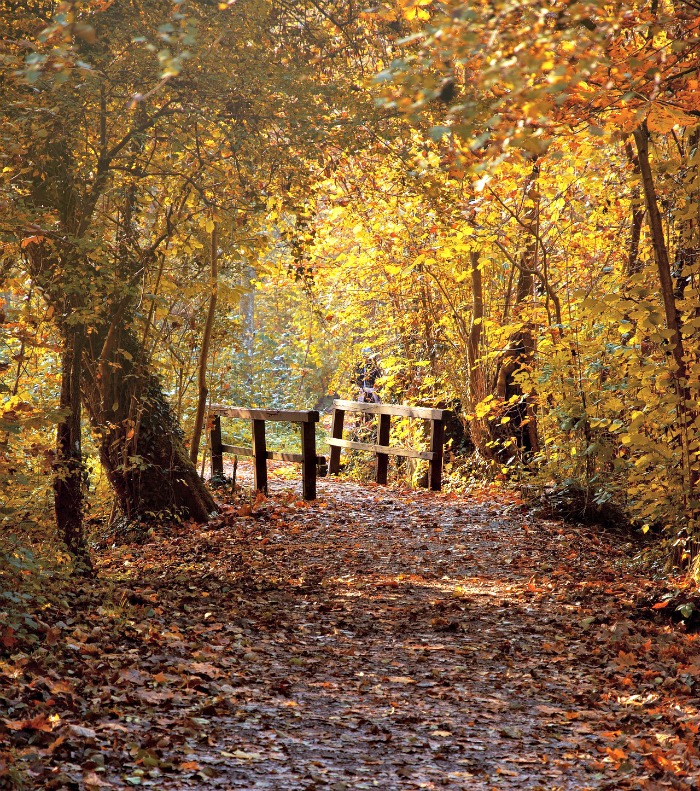 Fall foliage and bridge fence