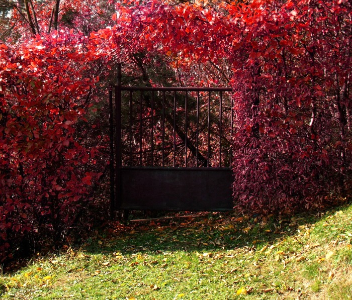 Deep brown metal fence and blood red leaves