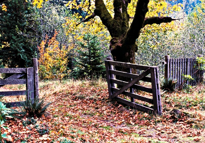 garden fence and gate in fall