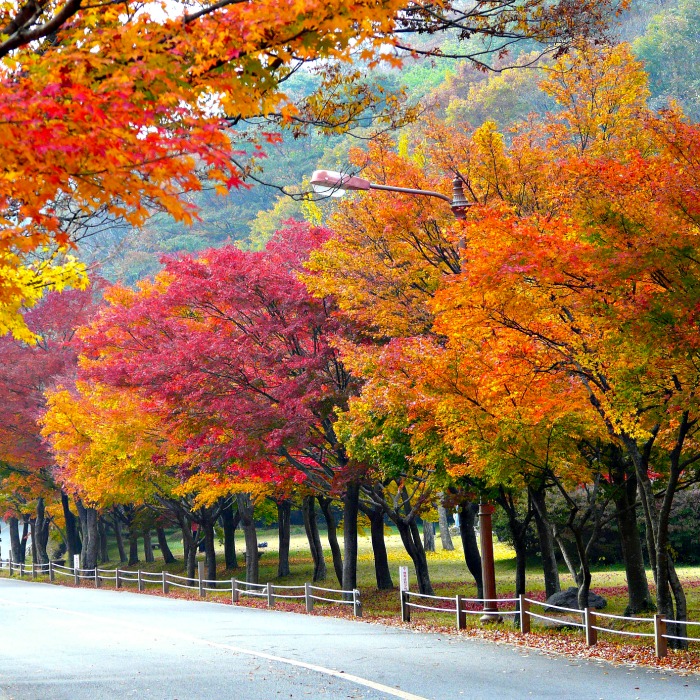 Autumn leaves in stunning colors
