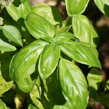 Herb identification - Basil Plant