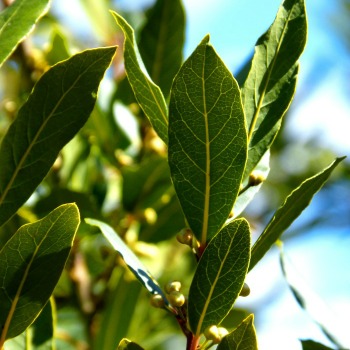 Leaves of bay laurel plant.