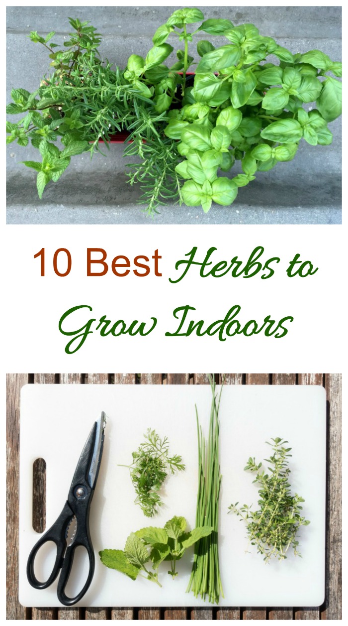 These are the 10 best herbs to grow indoors. Enjoy the flavor of fresh herbs all year long with these plants. #indoorherbs #bestindoorherbs