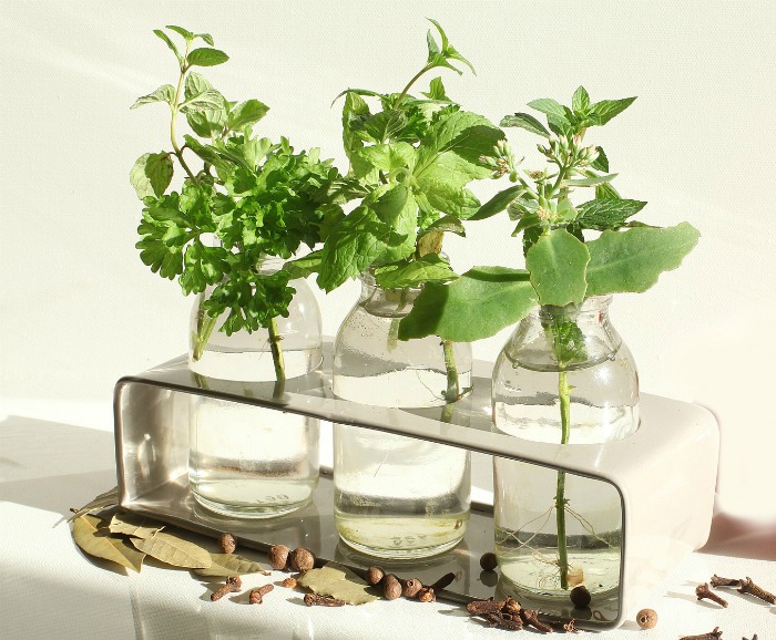 bottles with herbs siting in water and seeds and leaves.