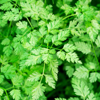 Close up of chervil leaves