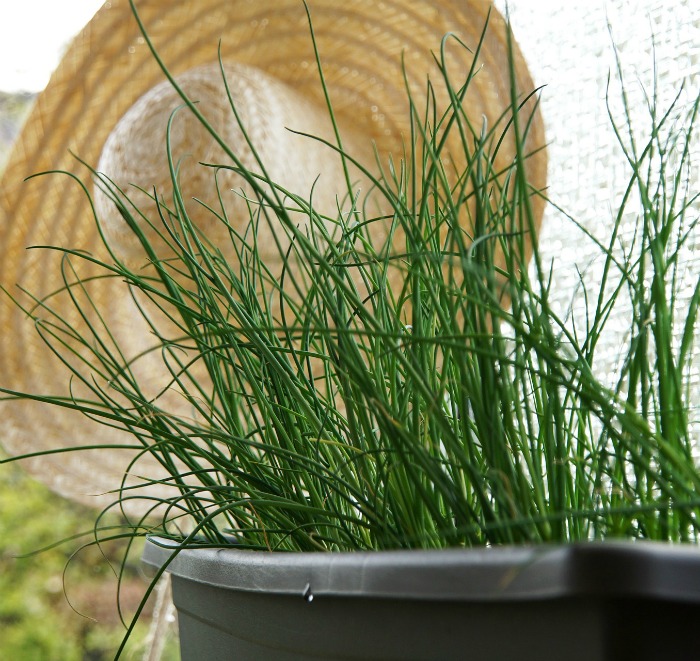 Fresh chives plant