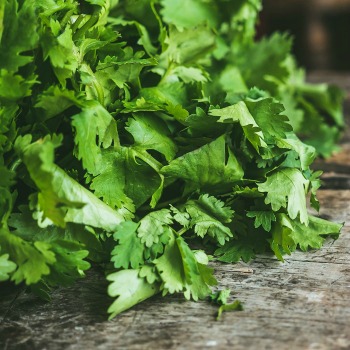 Fresh cilantro leaves on a counter - fresh herb identification.