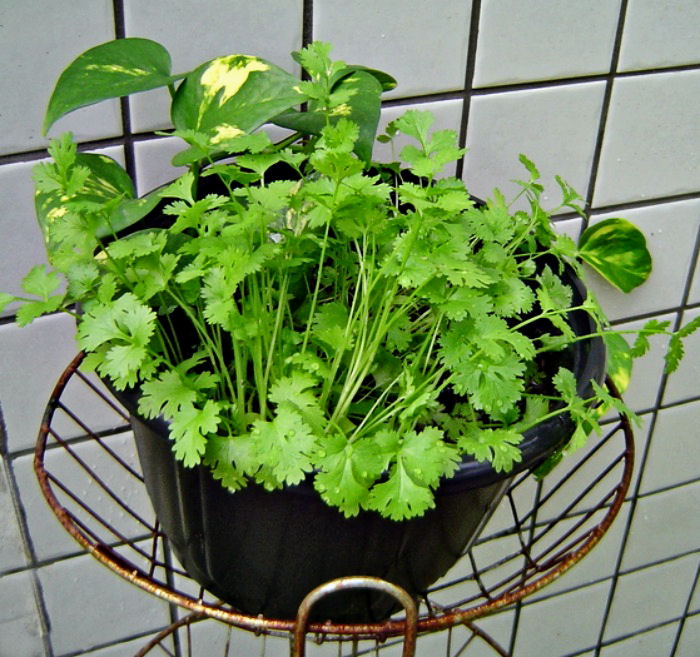 Fresh cilantro plant