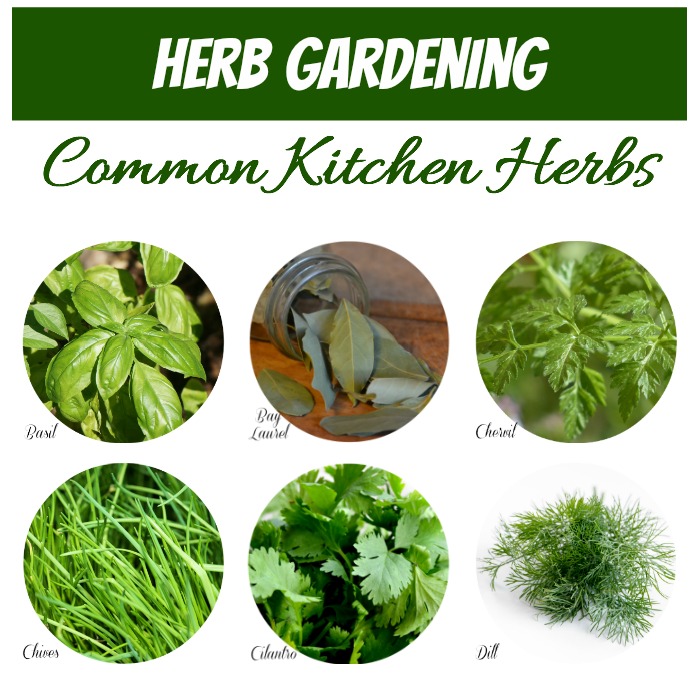 Common kitchen herbs