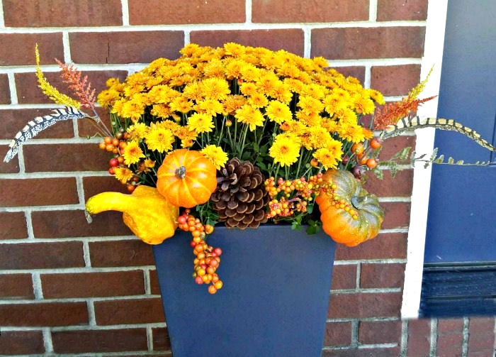 Mums in planters decorated for fall