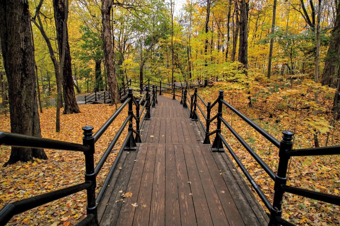 Fall foliage in the midst of yellow leaves
