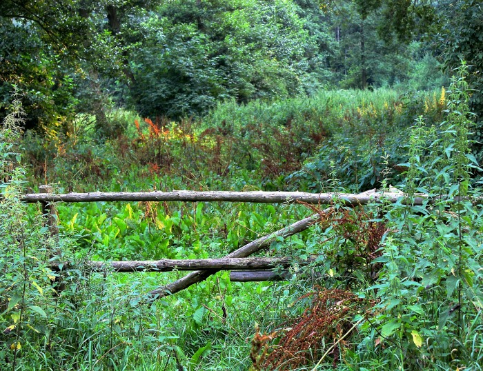 field and rustic fence