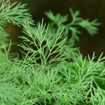 Fresh Dill plant - part of my list of herbs to grow.