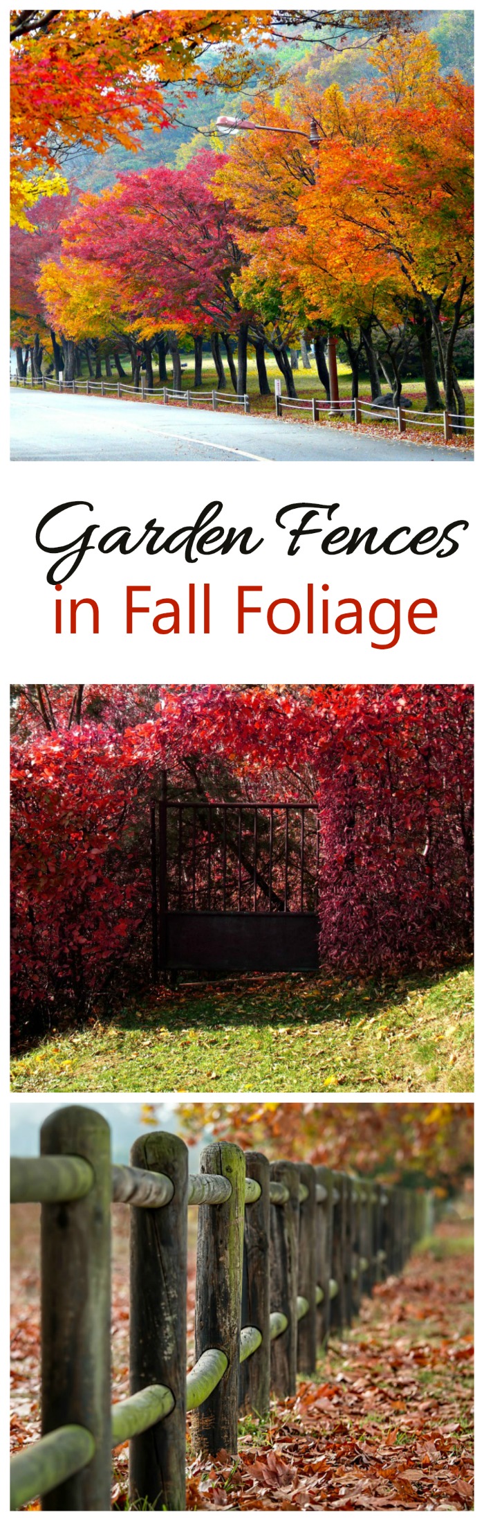 The colors of fall foliage add a backdrop to these garden fences and gates. Mother Nature at her best! #fallfoliage #gardenfences