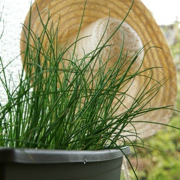 Growing Fresh Chives