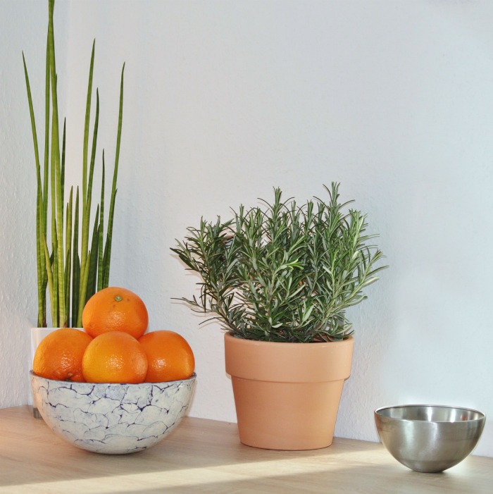 Growing Herbs Indoors – How to Grow Herb Plants Inside