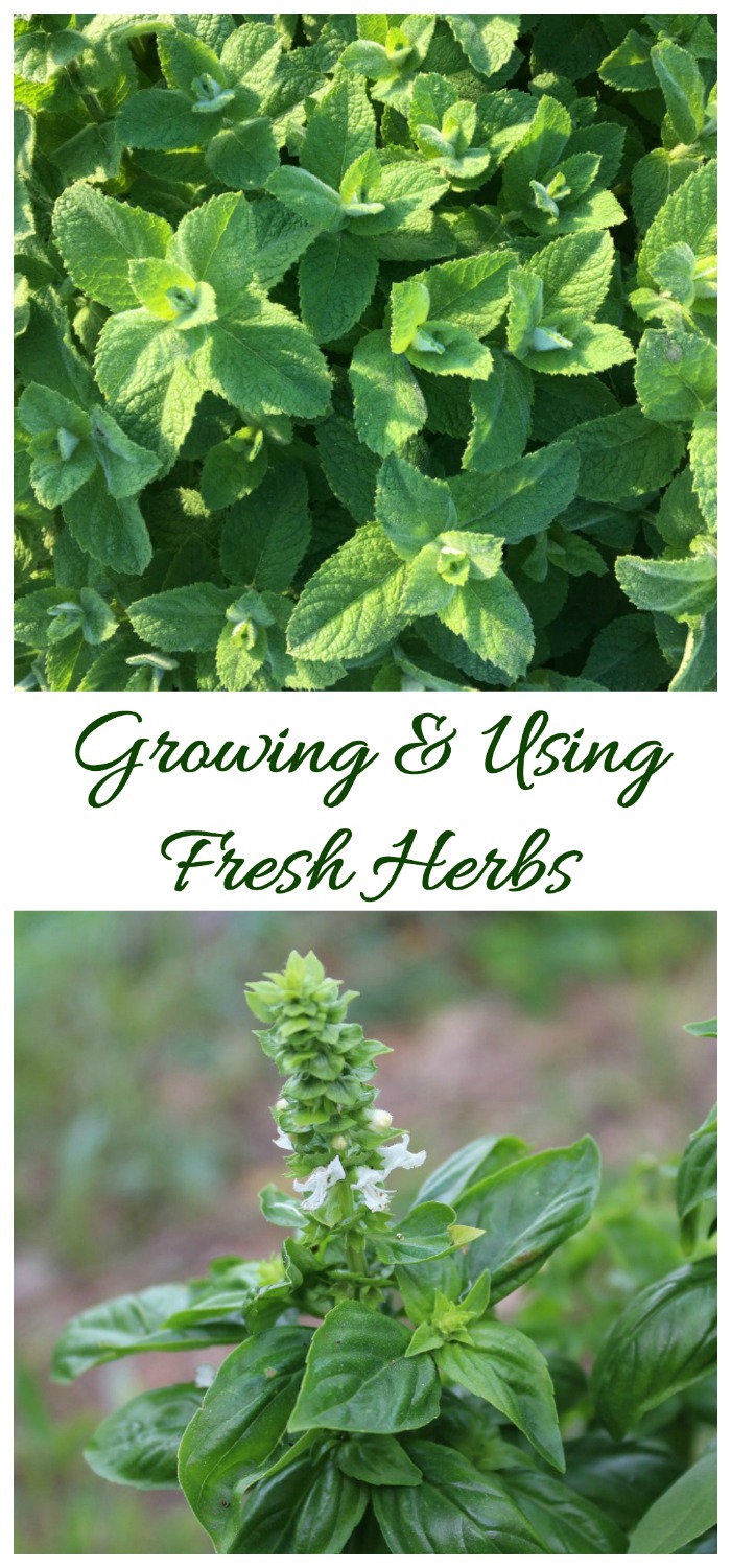 Growing fresh herbs gives you fresh flavor all year long. Click through to see my herb growing guide.