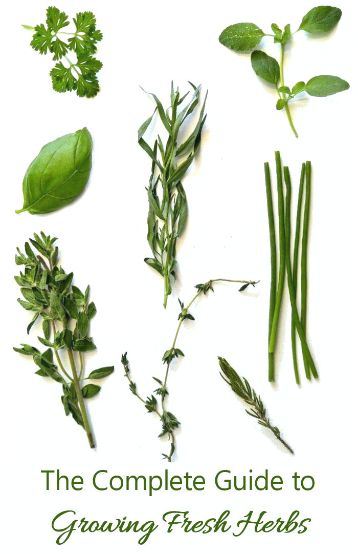 This guide to growing herbs gives information on everything herb related. See how to grow, propagate,, use and display fresh herbs. #growingherbs #freshherbs 