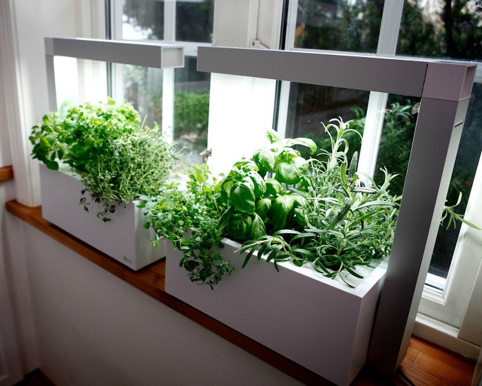 Herbs growing under grow lights