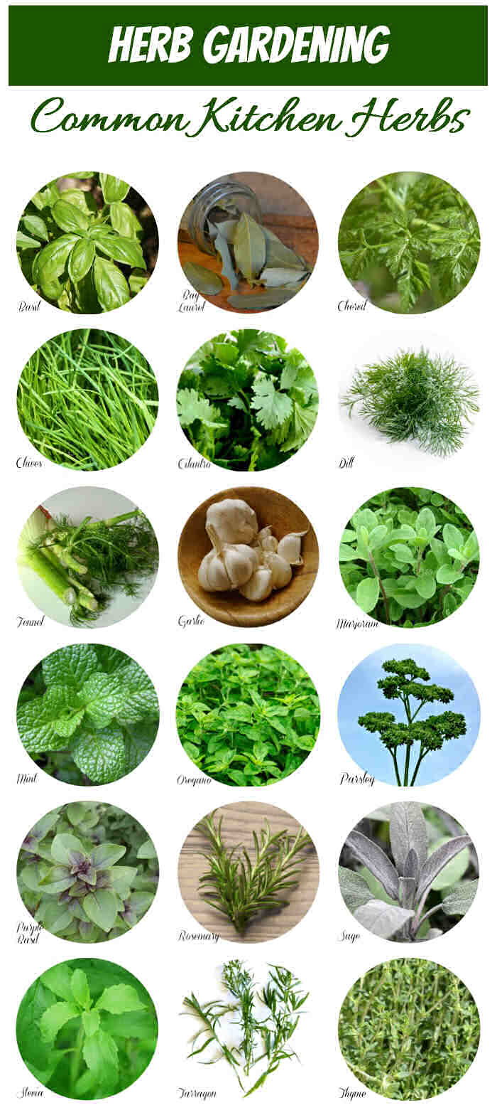 Herb identification chart: Pictures of herbs in circles with the words Herb Gardening, common kitchen herbs..