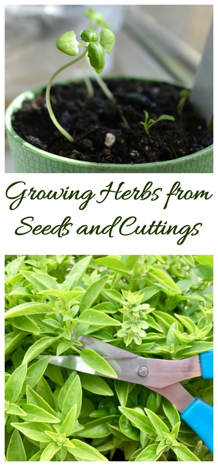 Fresh herbs grow easily from seeds and cuttings. Click to check out my herb growing guide.