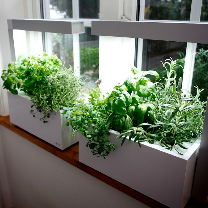 Herbs to Grow Indoors – 10 Best Herbs for Sunny Windowsills