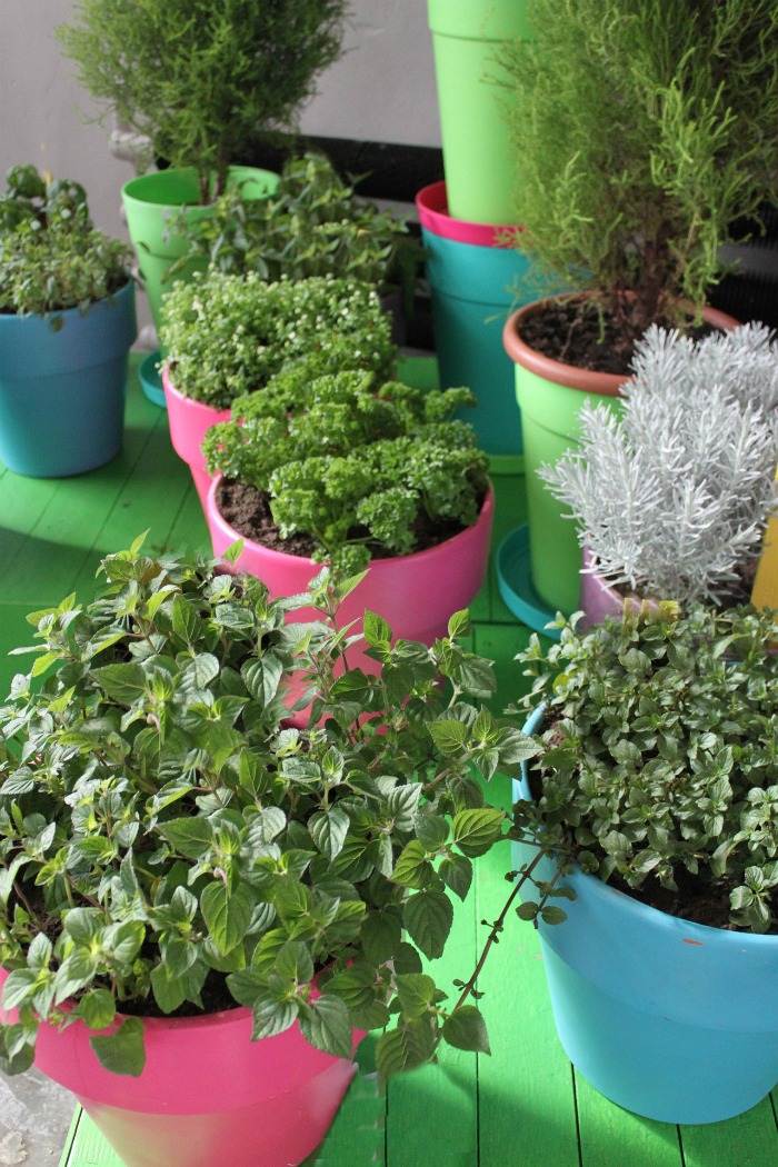 Herbs can be grown indoors in lots of pretty containers. Click to see my guide to growing and using fresh herbs.