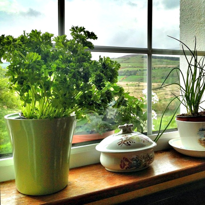 A sunny windowsill is a must for growing herbs indoors