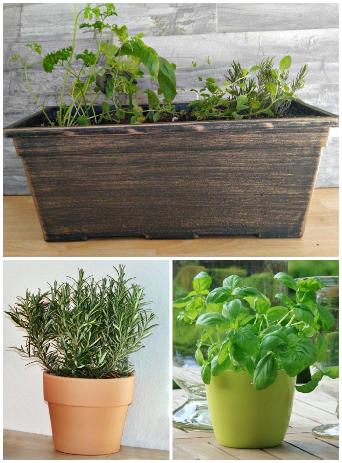 Herbs can be grown indoors in the winter months