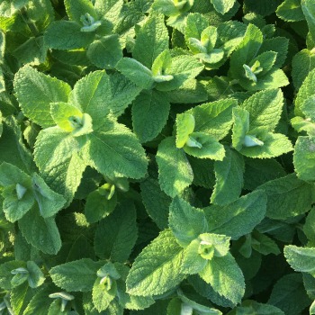 How to identify oregano - Leaves of Fresh Oregano Plant