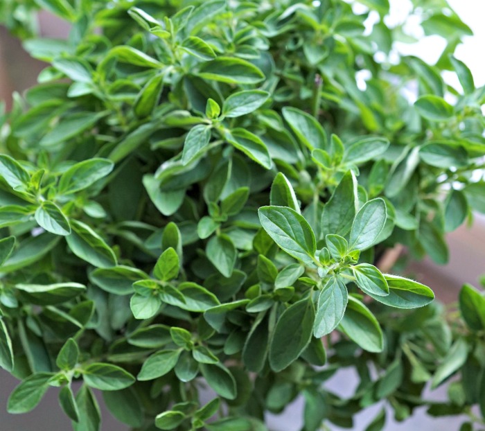 Fresh oregano plant
