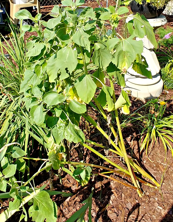 over fertilized plant
