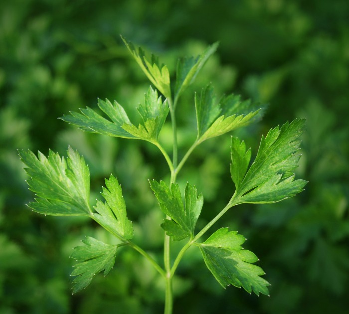 Fresh parsley plant