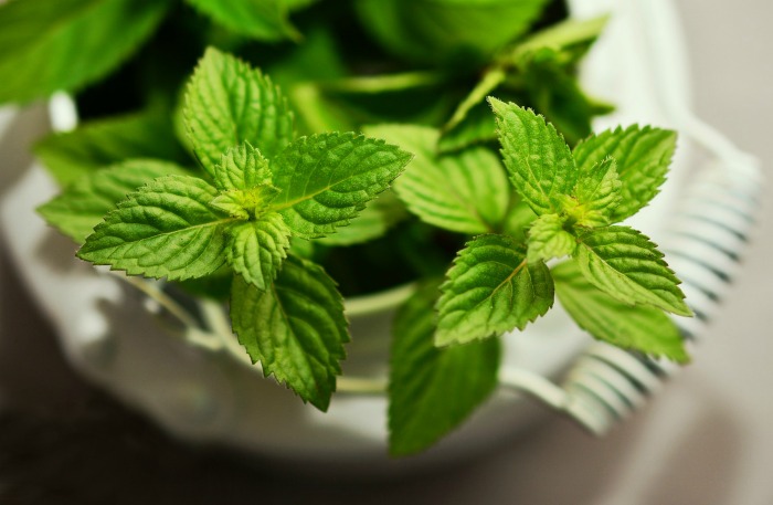 Fresh mint plant