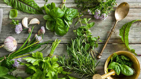 Herb Identification – How to Identify Herbs – Free Herb Gardening Printable