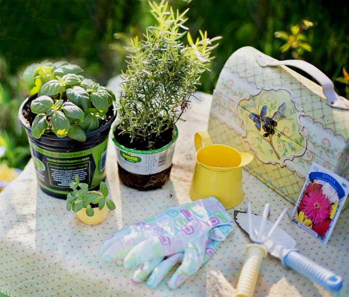 Getting ready for an indoor herb garden